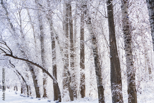 There are rime trees after the snow