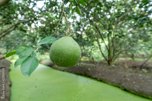 Pomelo of farmers cultivated between the canal. Abundant in water resources.
