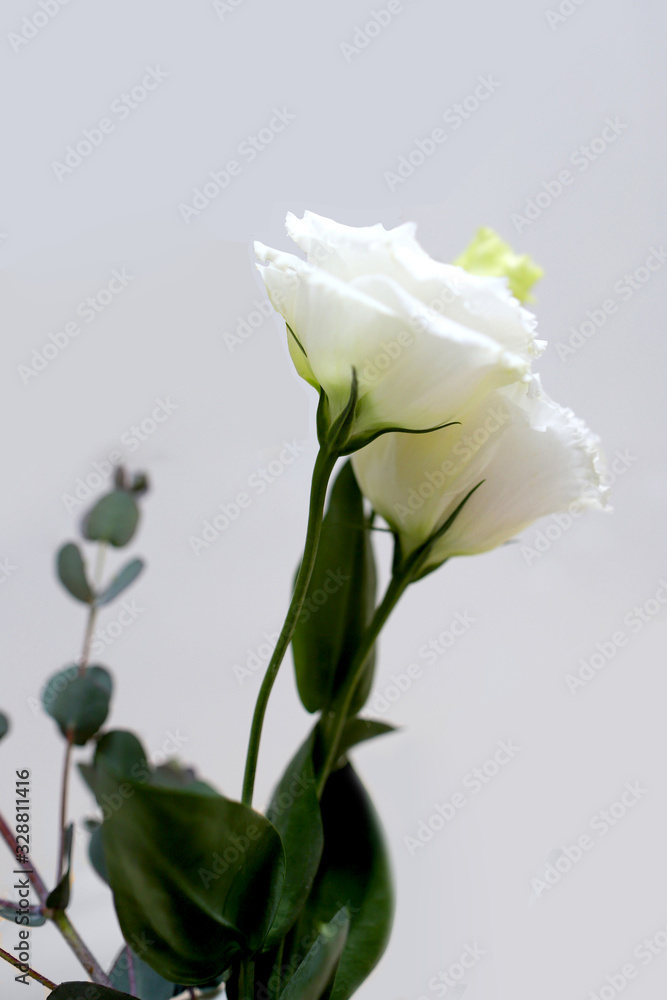 리시안셔스 꽃다발  Lisianthus  bouquet