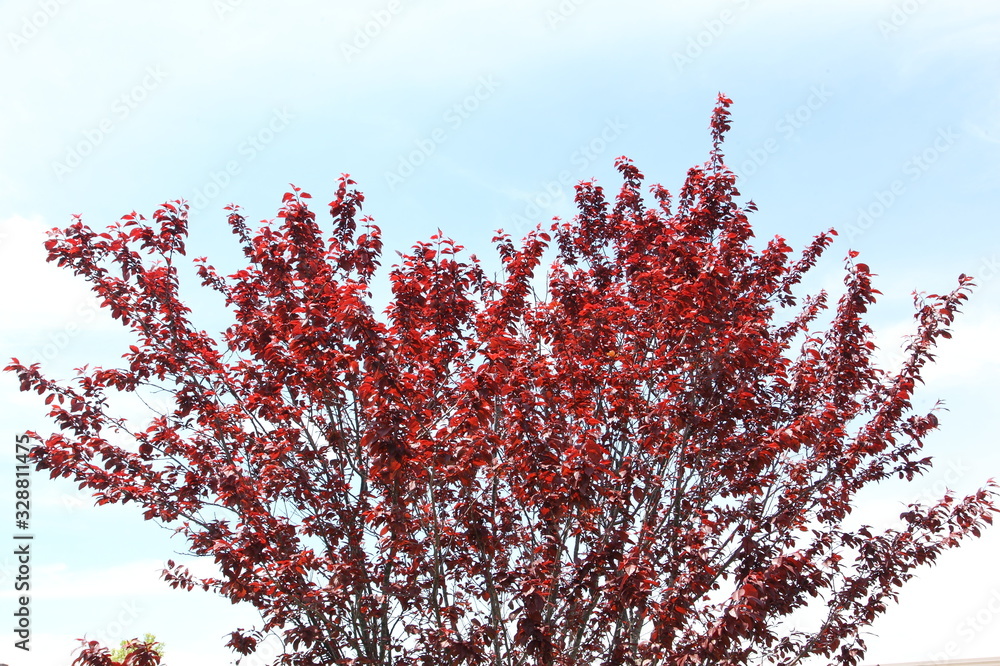 Red leaf tree