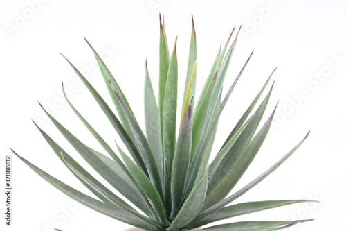 Agave on white background
