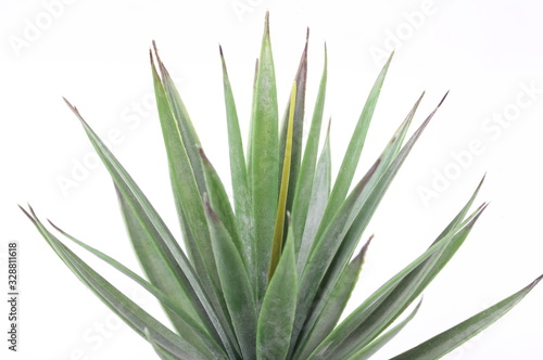 Agave on white background