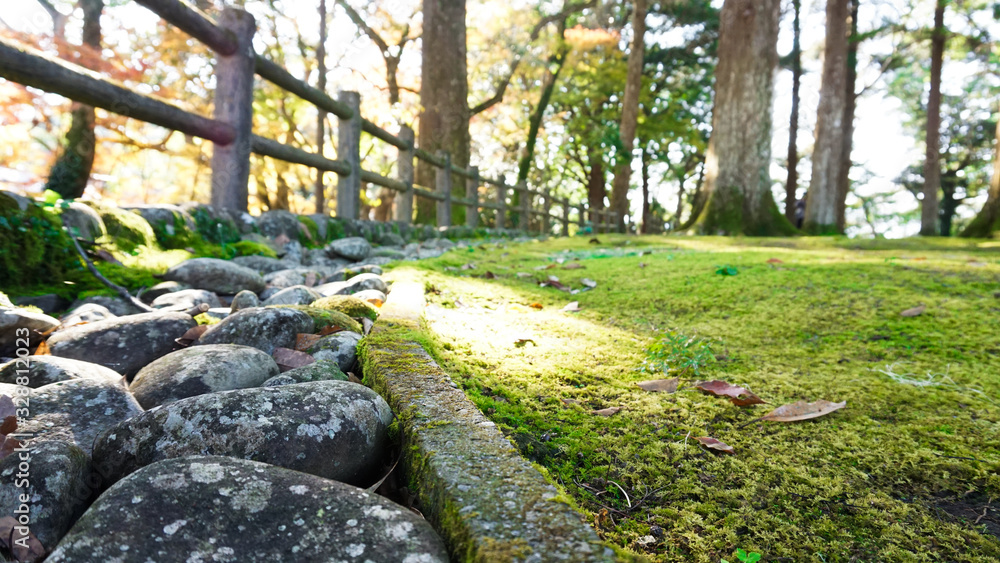 Fototapeta premium 森林公園