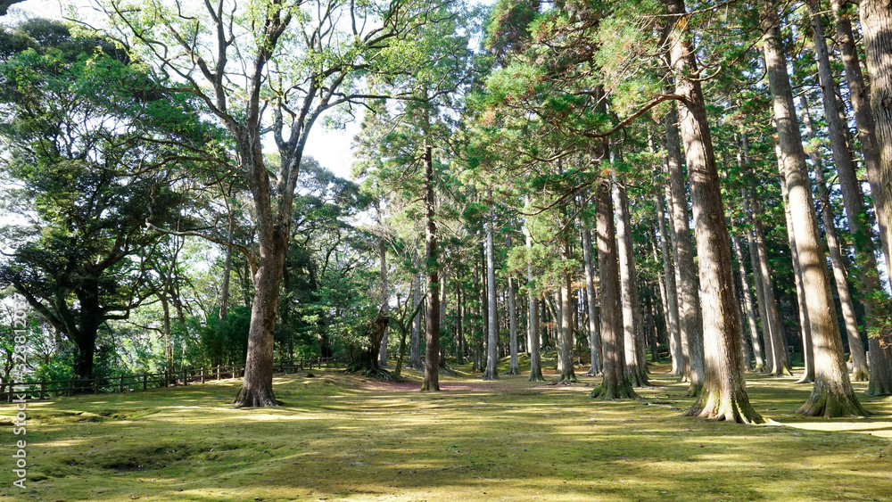 森林公園