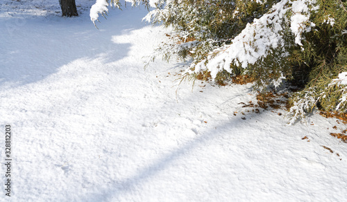 Pine trees and ground after snow