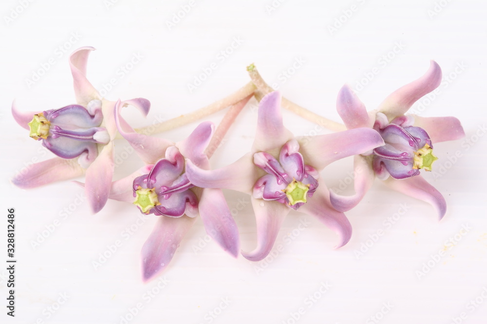 Fototapeta premium Colorful white and purple flower, Crown Flower, Giant Indian Milkweed, Gigantic Swallowwort (Calotropis gigantea) isolated on a white background