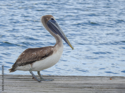 Brown pelican in New Smyrna Beach, Florida © Lisa