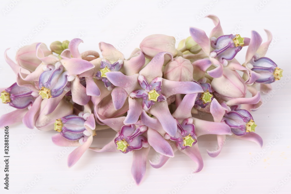 Colorful white and purple flower, Crown Flower, Giant Indian Milkweed, Gigantic Swallowwort (Calotropis gigantea) isolated on a white background