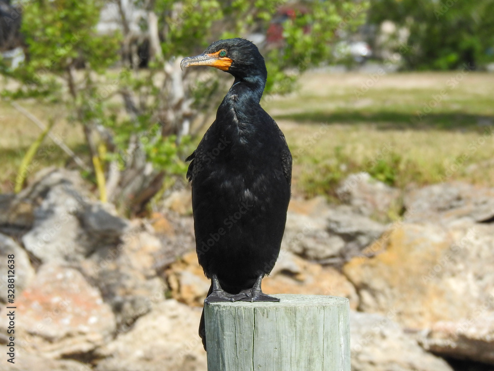 Obraz premium Double-crested cormorant in New Smyrna Beach, Florida