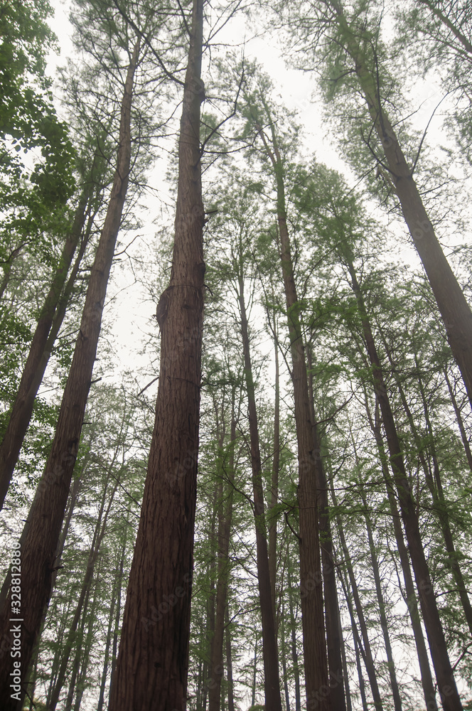 Fototapeta premium Tall trees in beautiful forest in China.