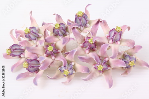 Colorful white and purple flower  Crown Flower  Giant Indian Milkweed  Gigantic Swallowwort  Calotropis gigantea  isolated on a white background