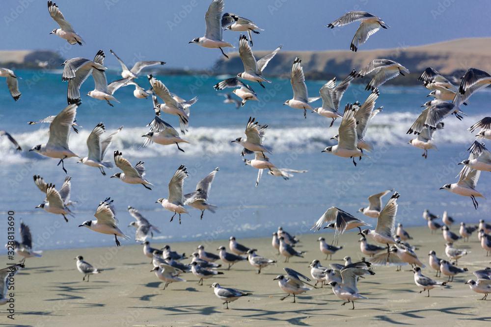 Seagulls on the shore at the seaside of Huarmey with the waves in the background in Ancash region, Peru