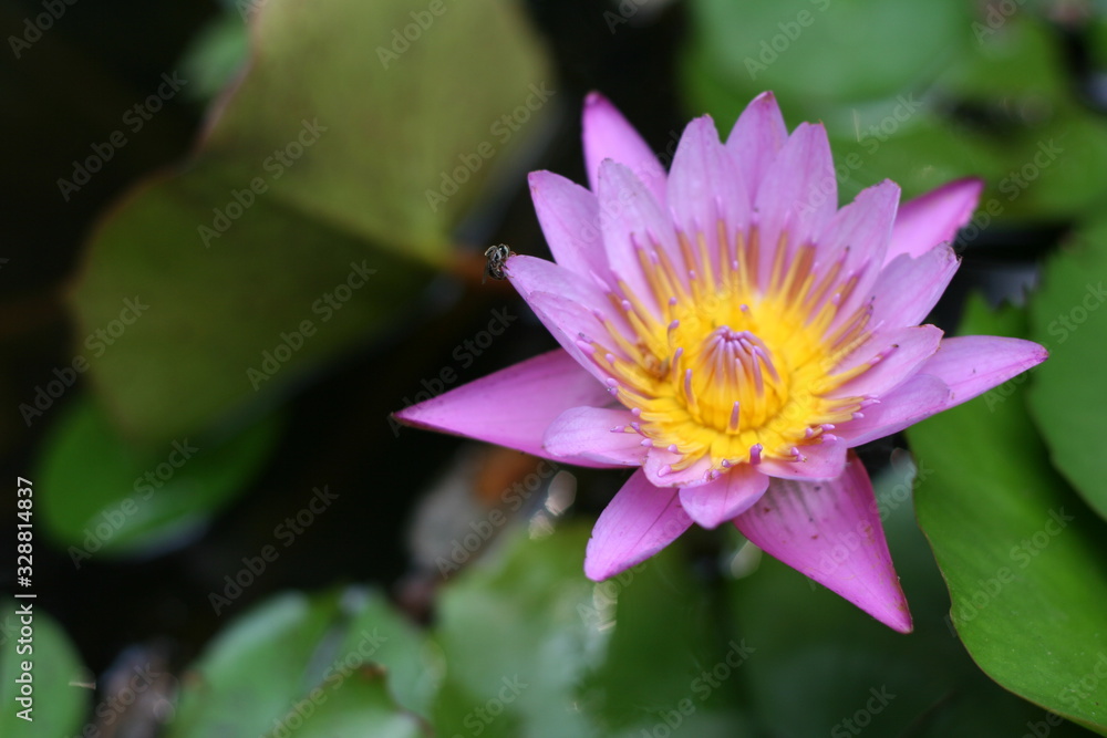 Beautiful purple tropical water-lily, lotus with blurred green leaf background Beautiful purple tropical water-lily, lotus with blurred green leaf background