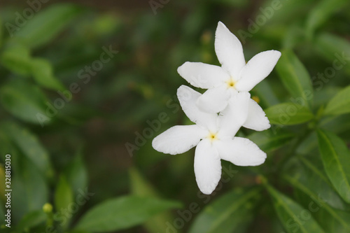 White flower blooming with leaf background in a garden