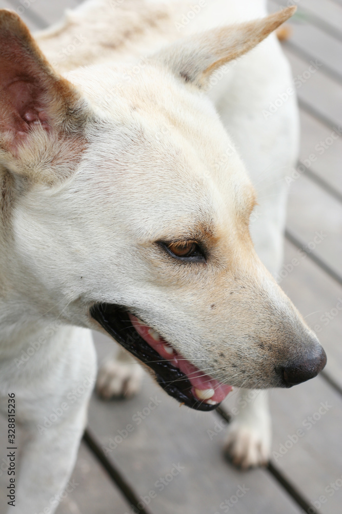 Close up portrait of white Thai ridgeback dog, the national dog of Thailand