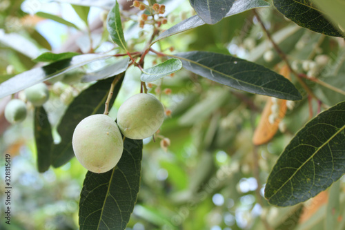 Elaeocarpus hygrophilus, fresh fruit on the tree branches, tropical fruit