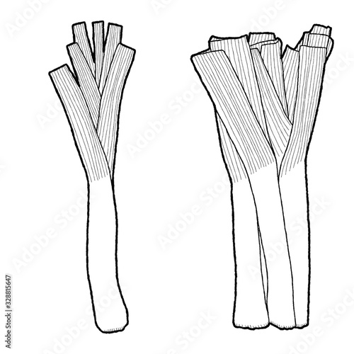 Leek Vector Illustration Hand Drawn Vegetable Cartoon Art