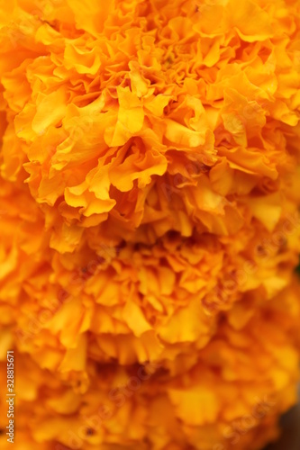 Close up view of bright yellow marigold flower texture with soft focus, tropical flowers © princexp