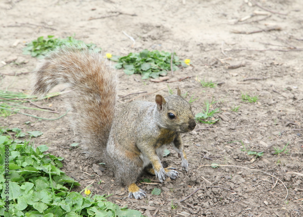 A squirrel is sitting on the park A squirrel is sitting on the park