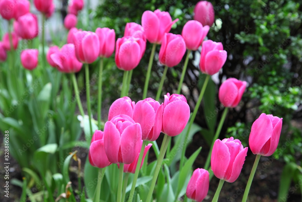 Pink tulip in the garden