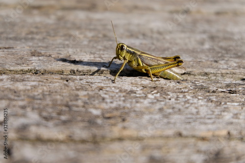 Grasshopper