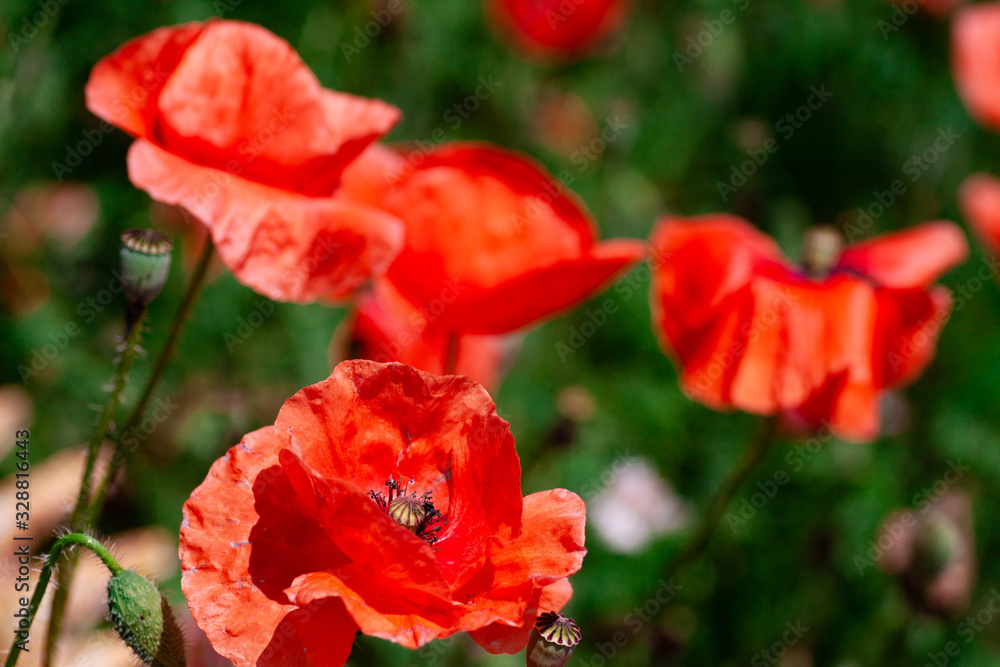summer meadow with red poppies Field of wild of different colored species red purple yellow growing outdoors in a natural environment under the open sky summer meadow with red poppies Field of wild of different colored species red purple yellow growing outdoors in a natural environment under the open sky