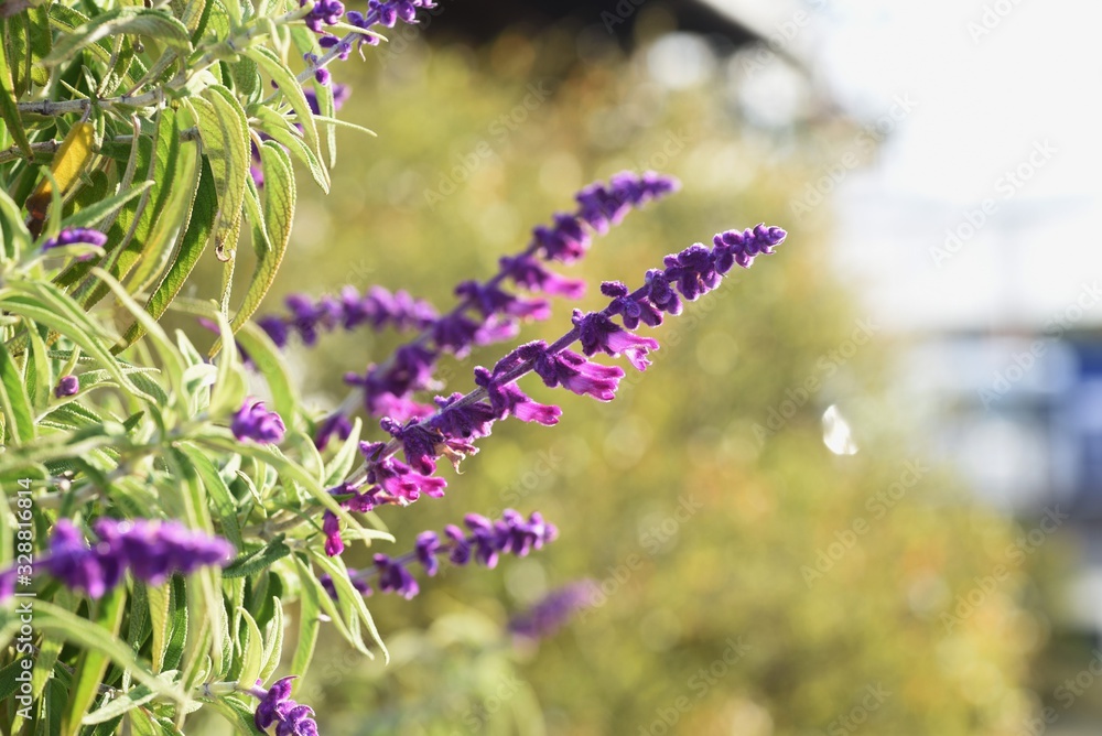 Obraz premium Salvia leucantha (Amethyst sage) flowers