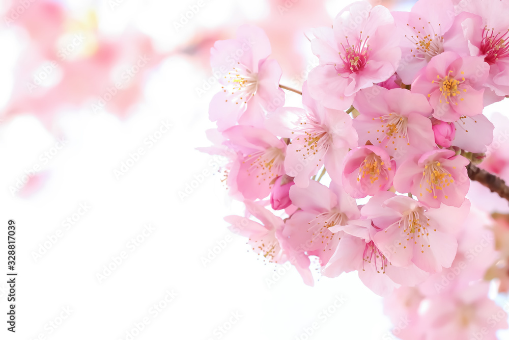 桜の開花イメージ　