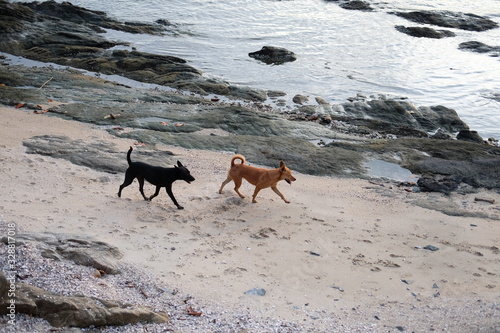  Dogs running on the beach © Milana