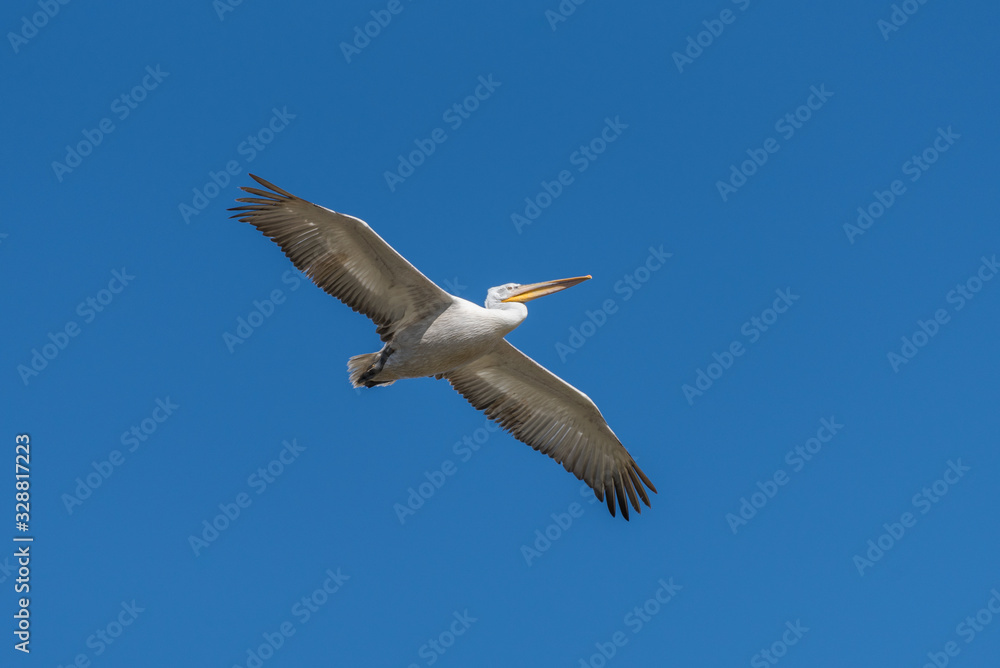 Fototapeta premium A dalmatian pelican glides in the blue sky