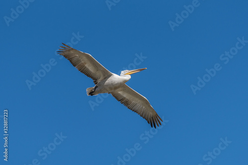 A dalmatian pelican glides in the blue sky