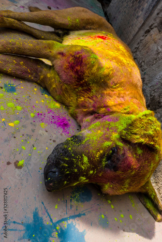 Dog in Mathura holi festival photo