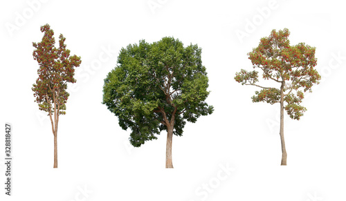 tree isolated on white background