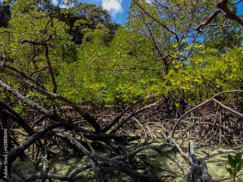 Tropical mangrove forest along coastal in Surin Island  Phangnga  Thailand