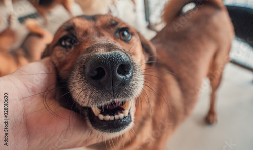 Photography Close-up of male hand petting stray dog in pet shelter