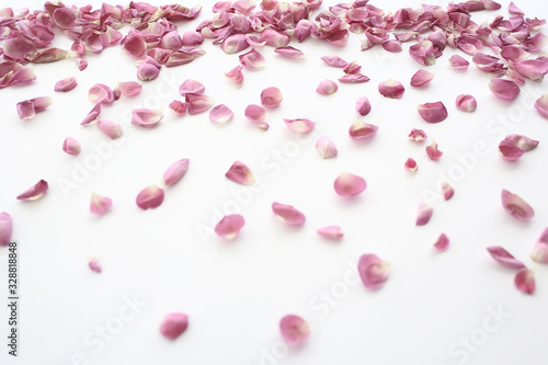 pink and red petals background   abstract aroma background  spa pink petals