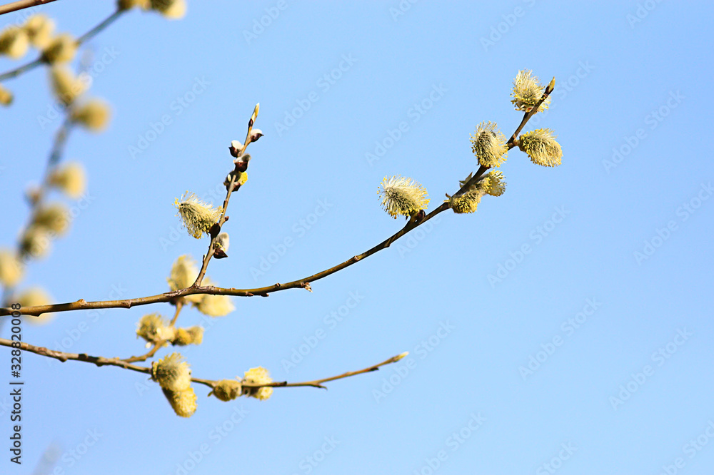 willow branches spring background, abstract blurred view of spring early march easter willow branches spring background, abstract blurred view of spring early march easter