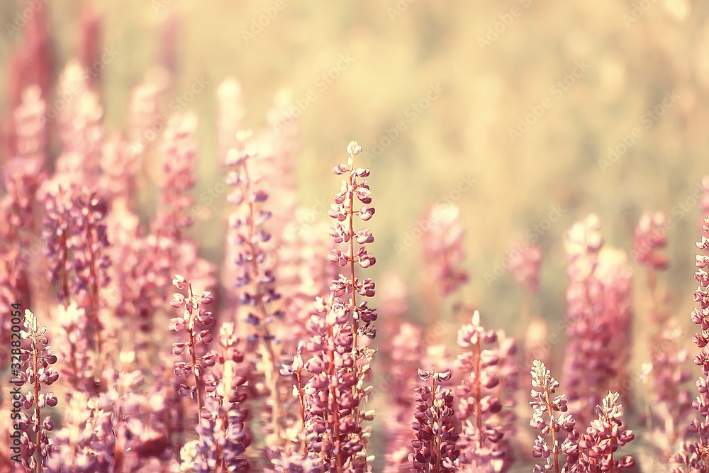 Obraz premium spring or summer flowers background / vintage toning nature landscape flowers
