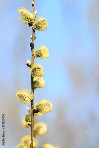 Wallpaper Mural willow branches spring background, abstract blurred view of spring early march easter Torontodigital.ca