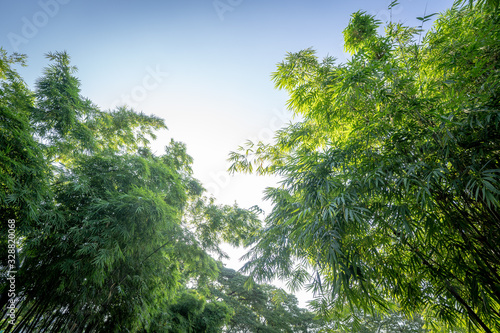 bamboo tree in the forest garden wiht rim light from open sky  represent the fresh and abundant nature in Asia.