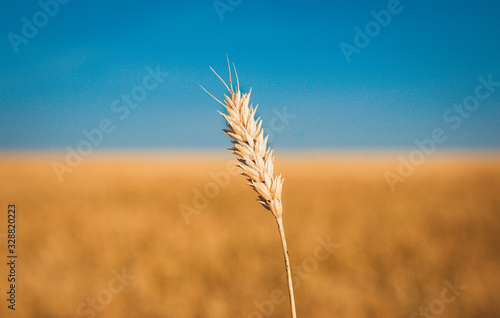 Siberian plains