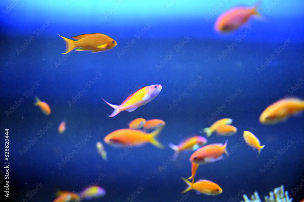 Fototapeta premium カラフルな観賞魚達が仲良く泳ぐ風景