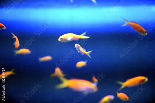 Fototapeta Naklejka Na Ścianę i Meble -  カラフルな観賞魚達が仲良く泳ぐ風景