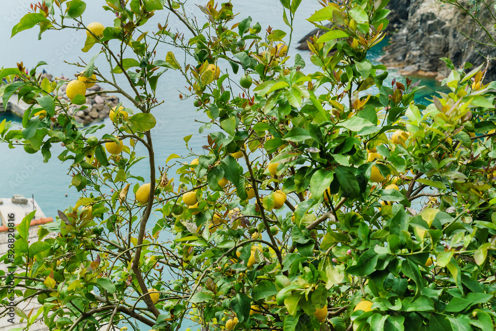 lemon trees in the Italy lemon trees in the Italy