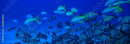 school of fish underwater photo  Gulf of Mexico  Cancun  bio fishing resources