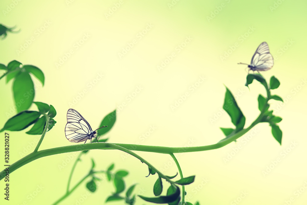 Obraz premium butterfly on a flower spring background, abstract view april wilderness