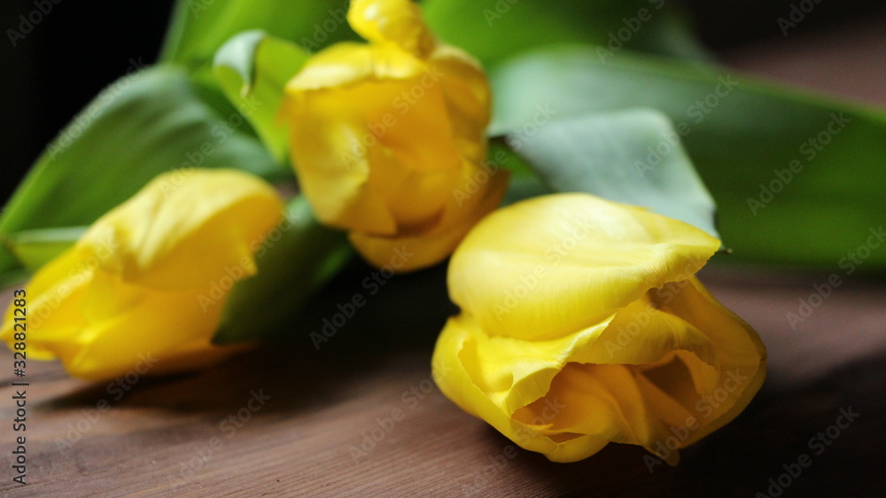 three delicate yellow tulips on a dark wooden surface three delicate yellow tulips on a dark wooden surface