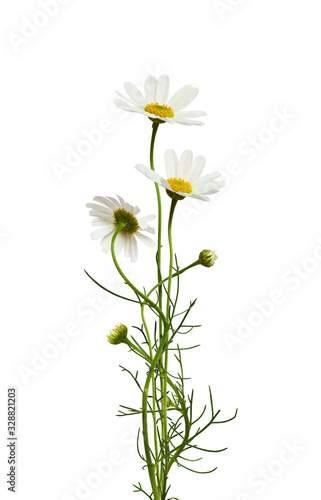Bouquet of daisy flowers an...