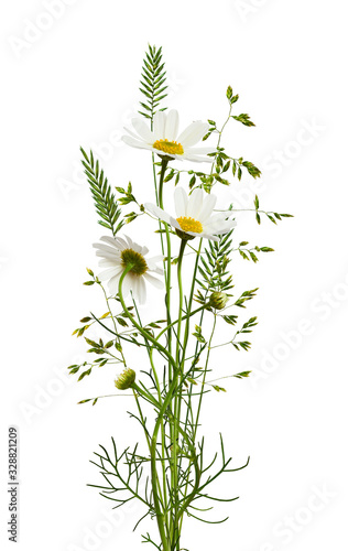 Bouquet of daisy flowers an...