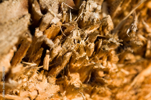 Broken tree part macro background.